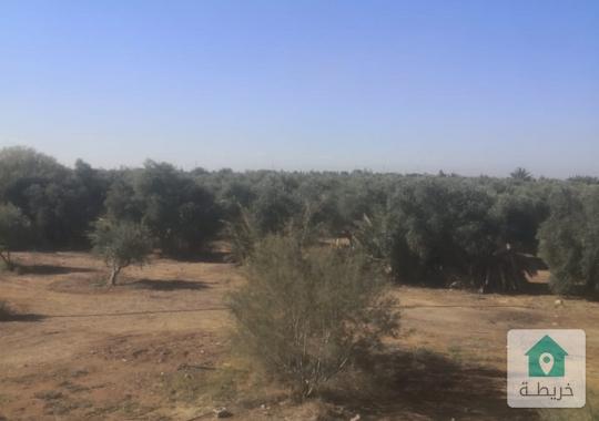 مزرعة مساحة 5135 دونم ونصف للبيع في الازرق  حوض العصفور الشمالي 