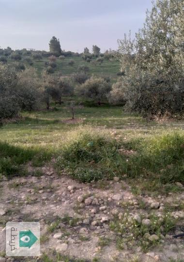 مزرعة للبيع في مادبا منطقة الغدير 