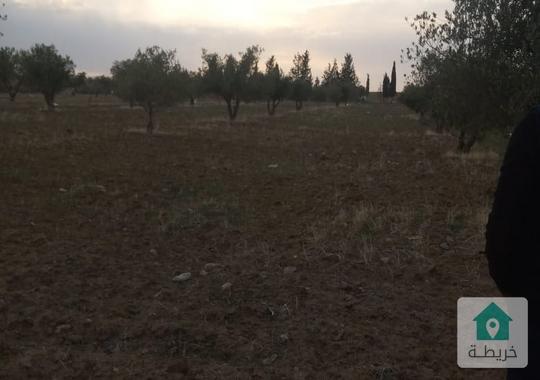 ٣ دنم و٧٠٠ متر قوشان خدمات شارع مشجره تربه حمراء ع سعر ممتاز  للبيع