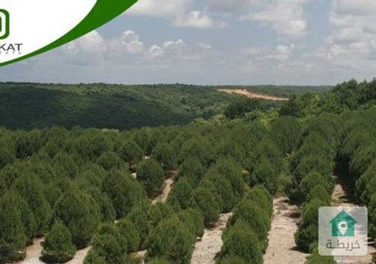 ارض للبيع في الرباحية الجنوبية بلال بمساحة 8350 م