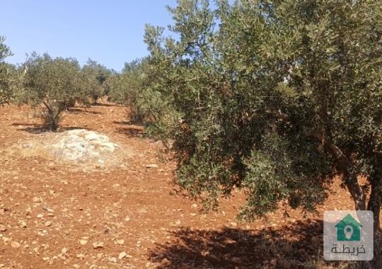 ارض للبيع شفا بدران  المقرن مقابل عيون الذيب