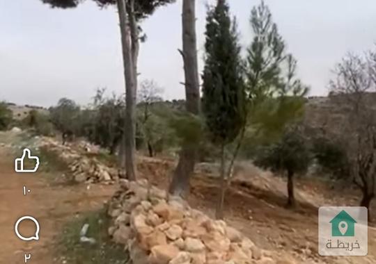 مزرعة زيتون للبيع مساحة 17.500 دونم من أراضي عجلون صخره  يوجد فيها 400زيتونه معمر مع بئر ماء  واصلها