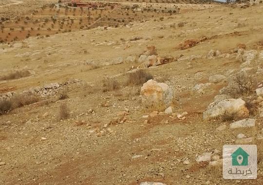 اراض عدة قطع من المالك بلعما الزرقاء محاطات باحراش دولة مثلا ١٠ دنمات موجود و١٣ دنم موجود 
