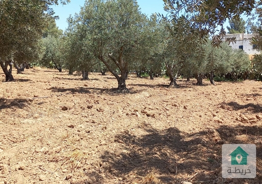 قطعة أرض مزروعة للبيع من اراضي جنوب عمان /صوفا بسعر مميز جداً