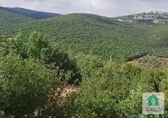 فرصة استثمارية لعشّاق الطبيعة والهدوء 🍃 ارض للبيع راسون 