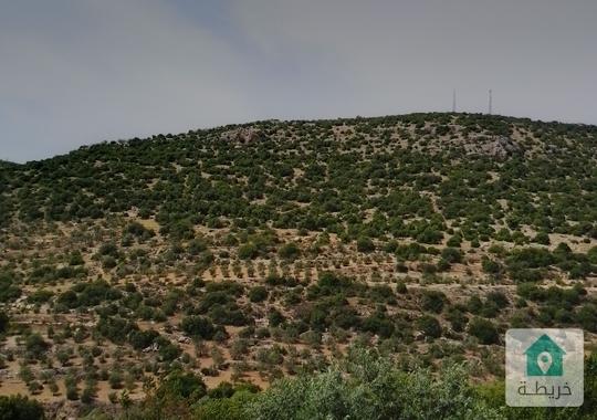 ارض مرتفعه وأشجار حرجية من اراضي عجلون عرجان