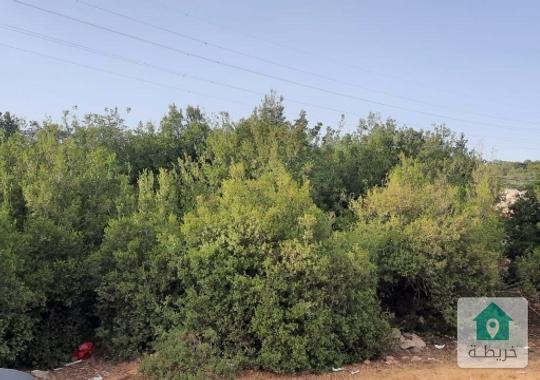 ارض مرتفعه وأشجار حرجية من اراضي عجلون عرجان