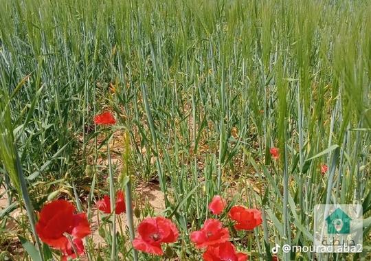1400 متر وسط طبربور قرب مطعم الطربوش
