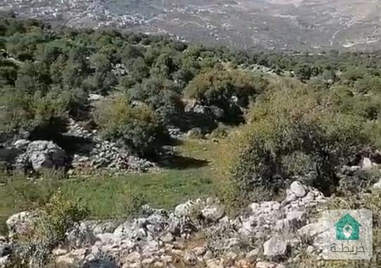 ارض حرجية 10 دنم ونص للبيع في عجلون/كفرنجة خلف القلعة 