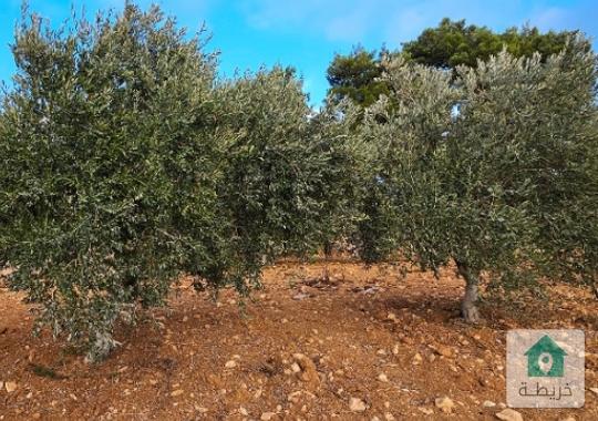 ارض توجد في سوم منطقة دبيس للبيع