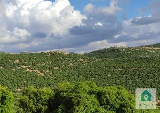 للبيع قطعة ارض من أراضي  عجلون  مساحة 15دونم تصلح الأكواخ والمشاريع السياحية قريبة من الخدمات