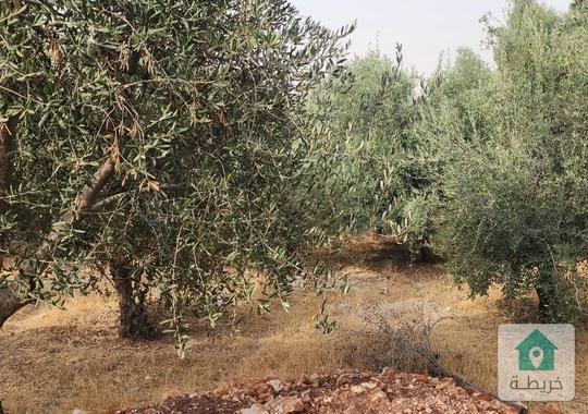 بيت مستقل محاط ببستان واسع للبيع في البنيات