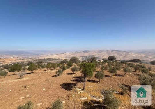 مزرعه مميزة جدا العالوك للبيع 