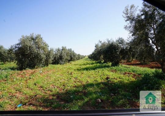 ارض 28 دونم للبيع في اربد 