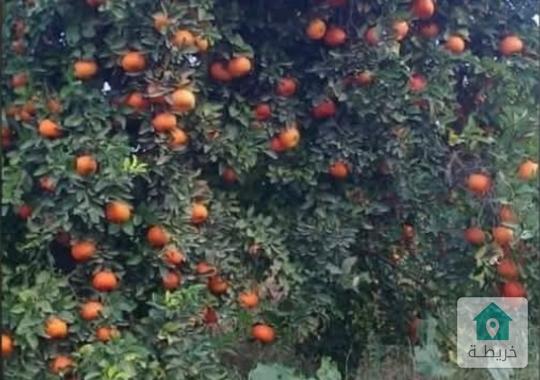 مزرعة للبيع في اربد - الاغوار الشماليه - الشونه الشماليه