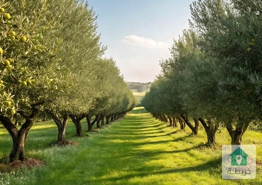 أرض مميزة للبيع.. جميع الخدمات متوفرة 