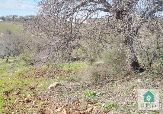 ارض مزرعة للبيع في اربد  سحم