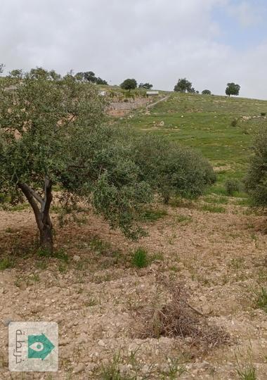 ارض مزروعه بالزيتون وانواع حمضيات 