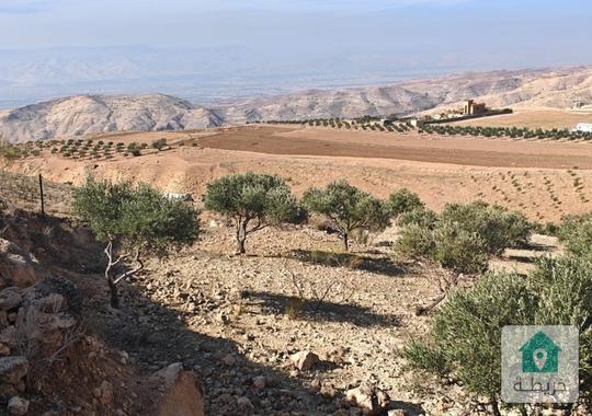 ارضي السلط مساحتها ١٦ دونم المغاريب مفروزة أربعة قواشين مستقلة وبأكثر من ٣٠٠زيتونه