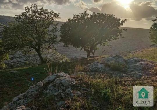 قطعة ارض زراعية مرتفعة ومطلة مزروعة زيتون وبلوط للبيع 