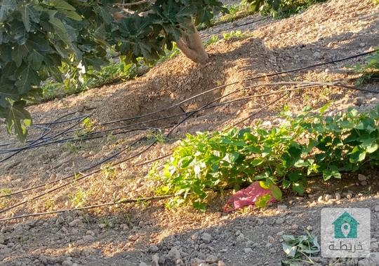 ارض للبيع زراعي من اراضي اغرب عمان البحاث 